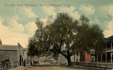 Live Oak Tree on South Washington Street, La Grange